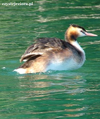 ptak na jeziorze Ciecz