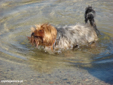 Tak wygląda pies cieszący się z kontaktu z wodą