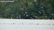 ptaki jezioro wdzydze