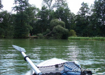 jezioro Kłodno, przy tym zwalonym drzewie rozpoczyna się przesmyk prowadzący do jeziora Brodno Małe