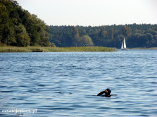 Nurek na chwilę przed zanurzeniem, jezioro Lubikowskie 2014