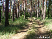 Droga leśna prowadząca do jeziora Kłosowskiego
