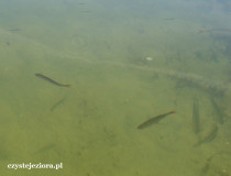 Woda w jeziorze Niedzięgiel jest bardzo przejrzysta, ryby widać doskonale