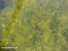Rzadko spotykana przejrzystość wody, jezioro Powidzkie w sierpniu 2015